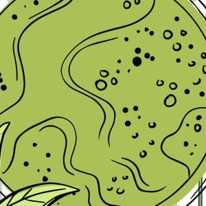greenselect-phytosome