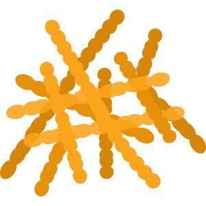 lactobacillus-fermentum