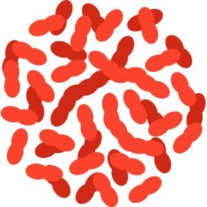 lactobacillus-gasseri